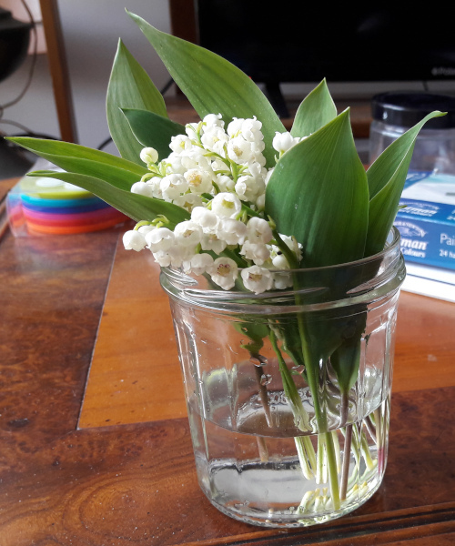 Muguet 2020 Some lily-of-the-valley in a jam pot filled with water