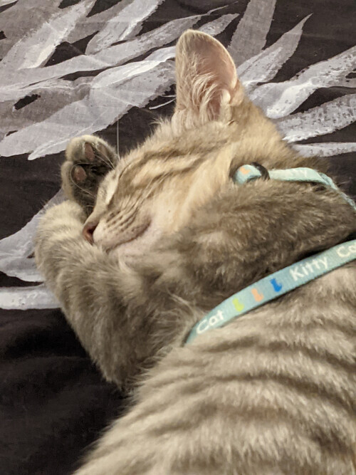CAN HAZ CAT Kittyyyyyyyyyyyy