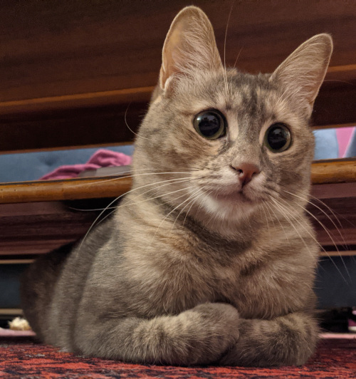 Miss Creant the cat