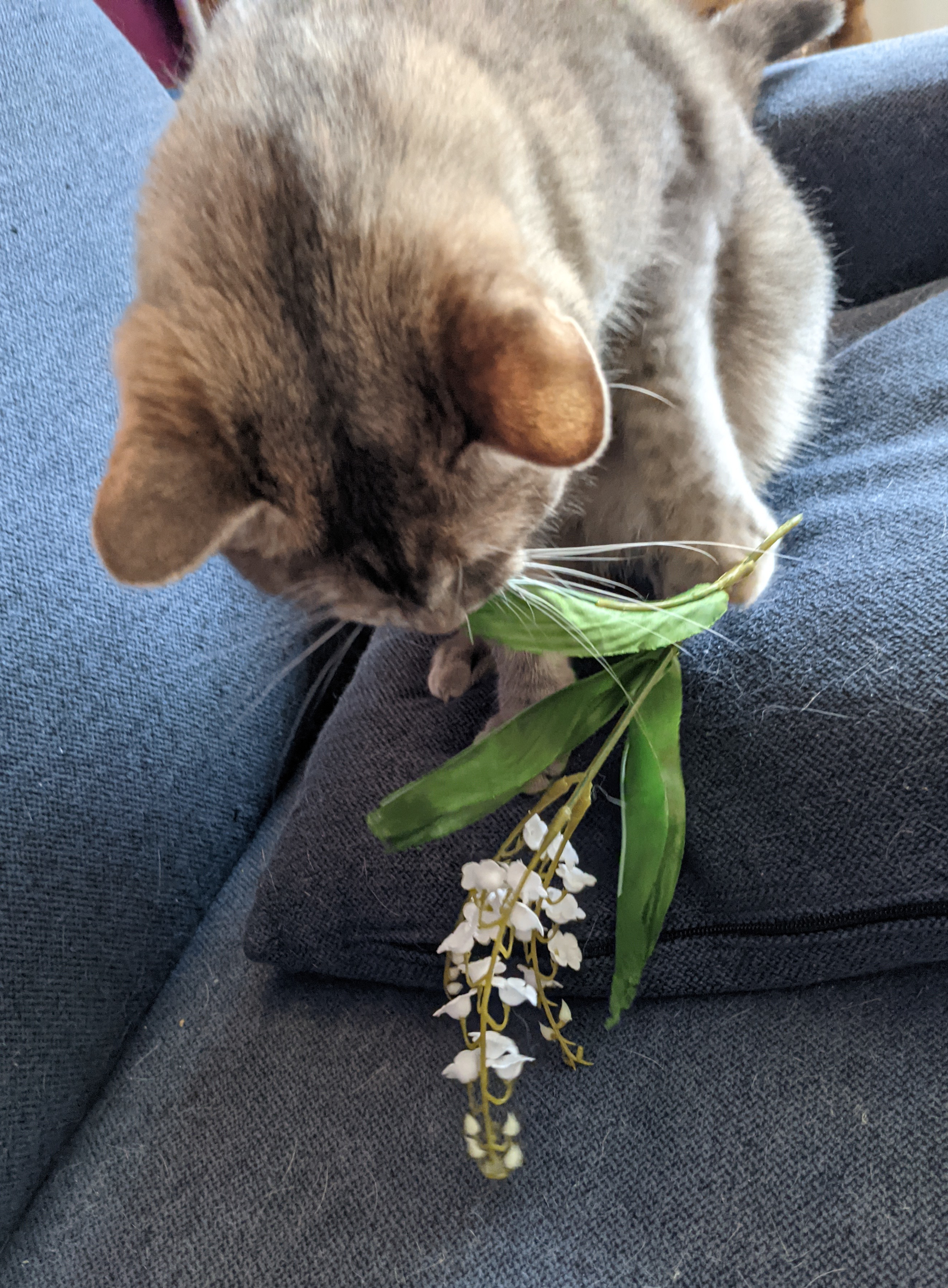 Muguet and Miss Creant 2024 A pale brown cat is dragging a plastic sprig of lily of the valley by one of its leaves towards the viewer.